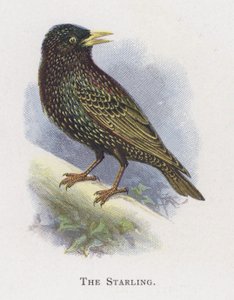 The Starling